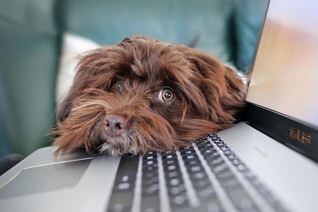 dog-gb009b342e_640.jpg