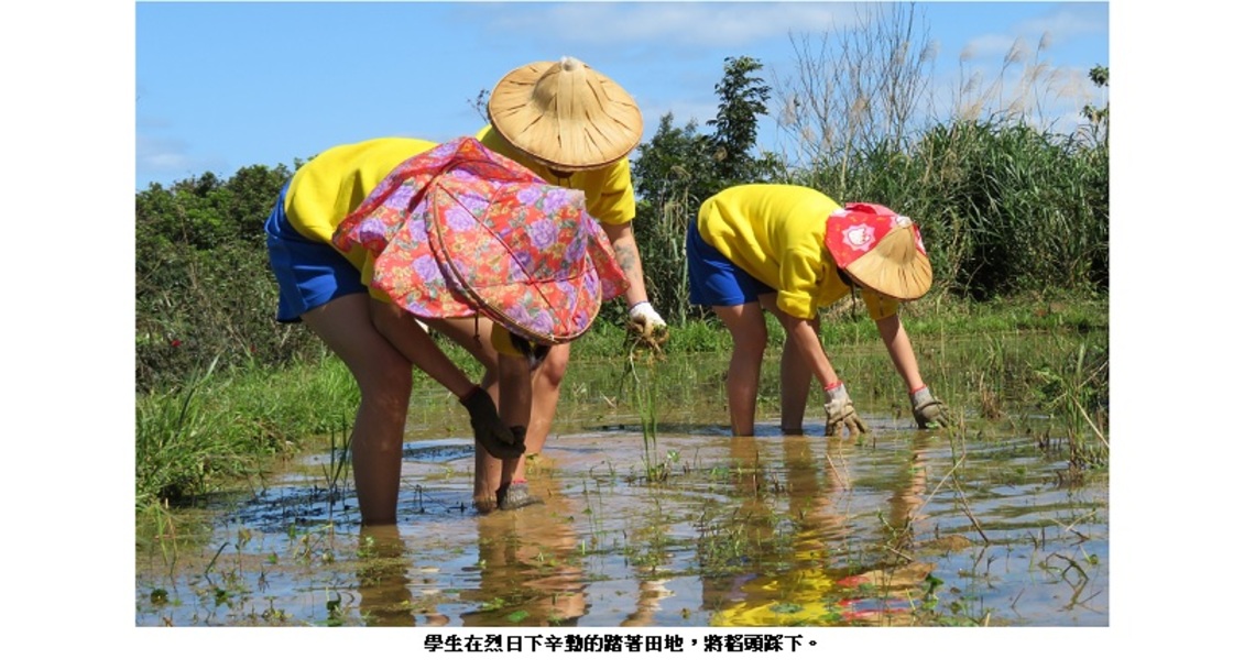 豐珠米豐收連年 里民合作特色教學大串聯