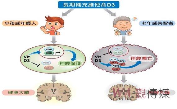 維生素D是雙面刃?國衛院發現老人長吃D3恐增失智風險