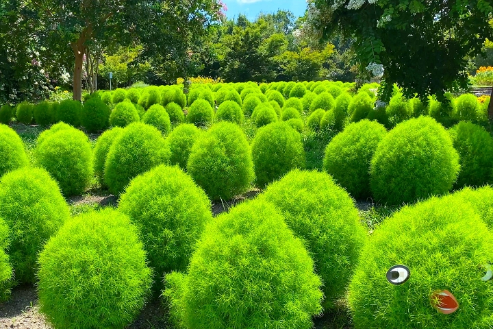 依照往年觀賞期推測,預估9月中下旬,馬見丘陵公園的掃帚草將逐漸轉紅。圖為往年盛況。 圖:日本旅行情報局/提供