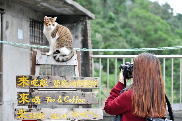 cat-gf1d078a80_640.jpg