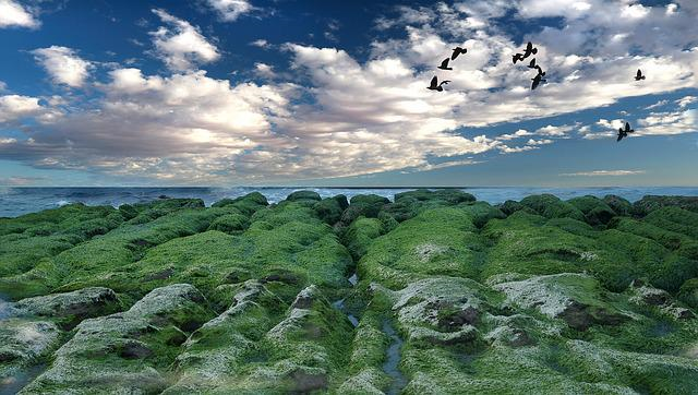 nature-g9dc42281e_640.jpg