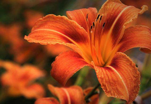lily-g43bb32c70_640.jpg