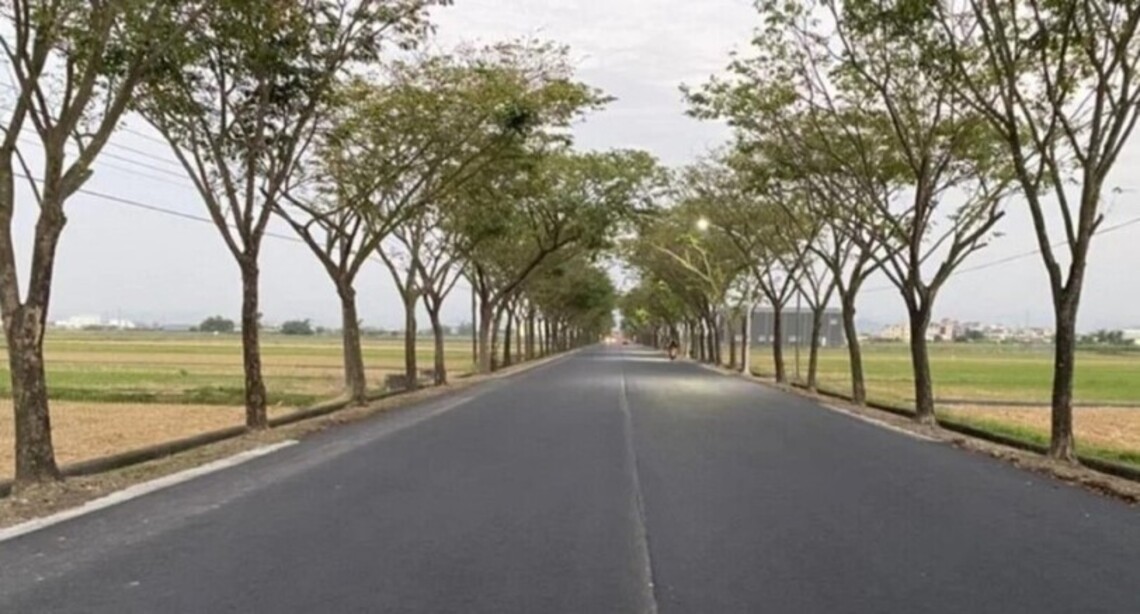 台南後壁道路路樹竄根改善