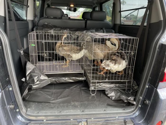 高雄半夜4隻鵝逛大街 警消獲報帶回派出所
