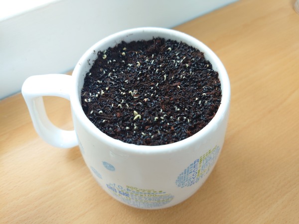 火龍果種子發芽中.JPG.jpg