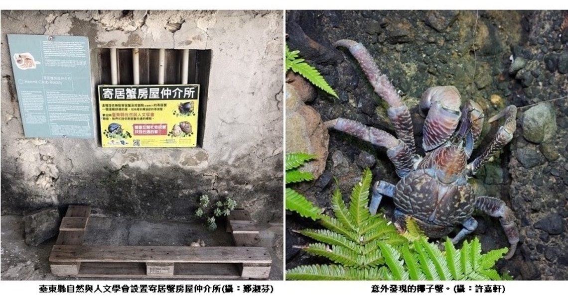 在地守護寄居蟹房屋仲介所 椰子蟹也現身來看房