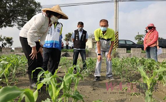 張麗善現勘八月雨害農損 建議將高粱、硬質玉米列入農業天然災害現金救助