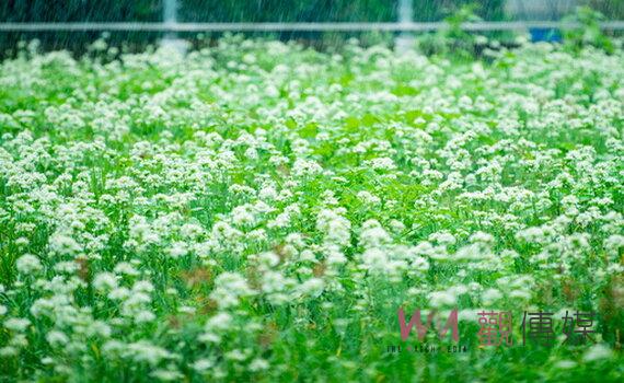 桃園大溪韭菜花節閉幕不閉園 續展至925歡迎感受「九月雪」之美