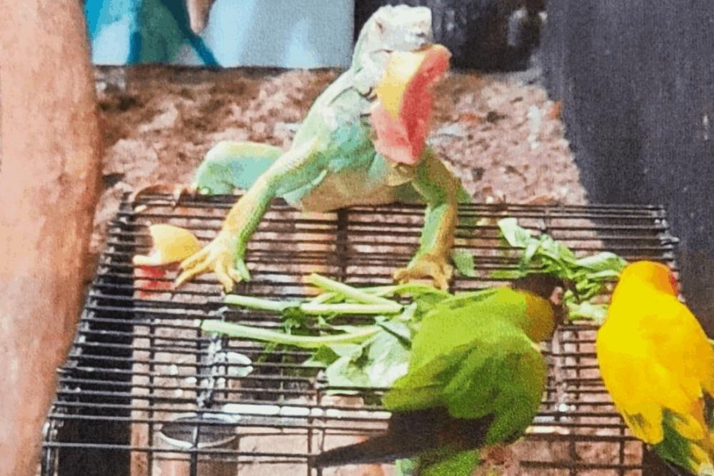 新竹市成動物保護末段班?高虹安揭動物園不當飼養鸚鵡 33 鸚鵡飼養環境
