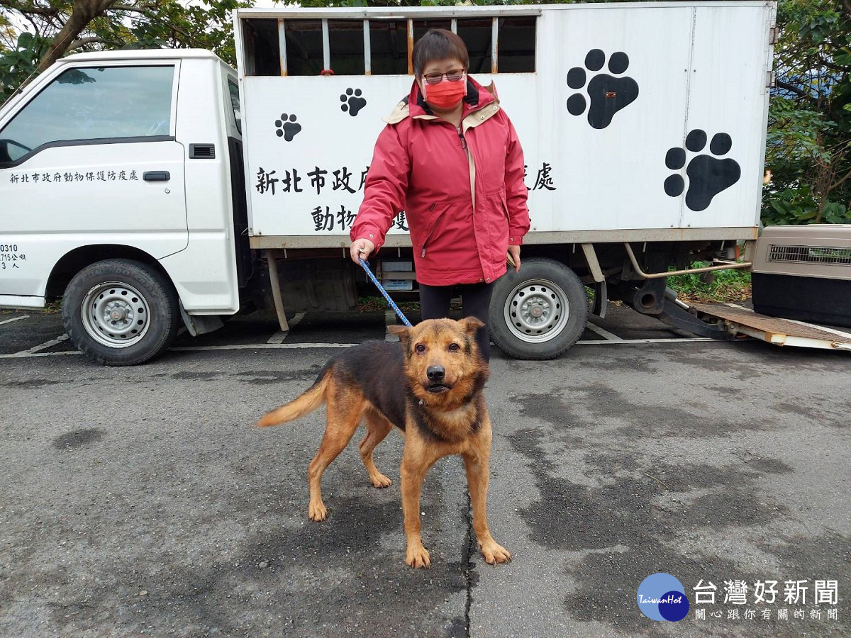 流浪犬確定罹患俗稱櫻桃眼，彭明發請台大眼睛專科獸醫師張佑安協助操刀，恢復健康後回置