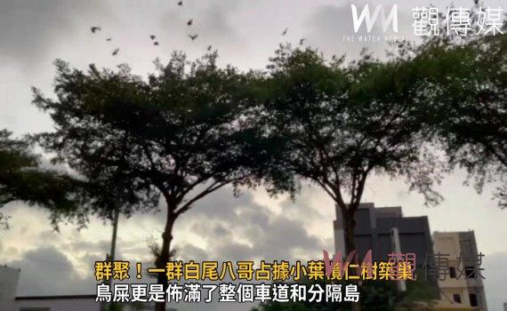 影/群聚!一群白尾八哥占據小葉欖仁樹築巢 吱喳聲民眾民眾直喊崩潰了