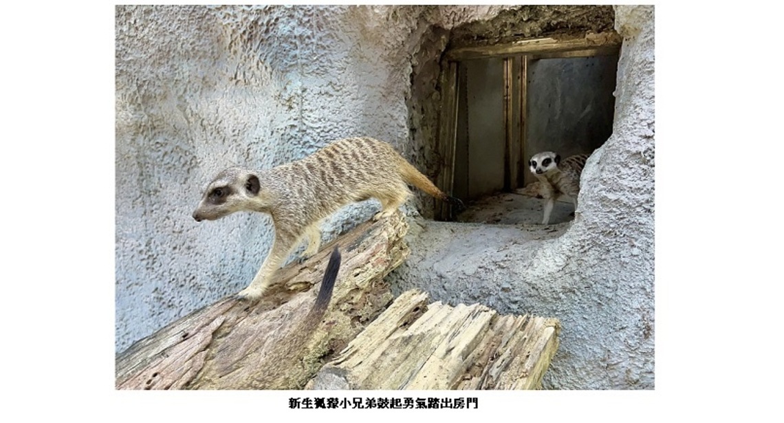 壽山動物園新生狐獴出洞賣萌 園方設置狐獴家族隧道作為賀禮