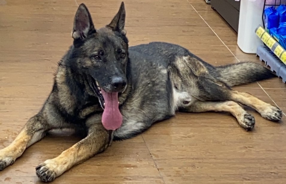 ▲一隻德國狼犬因受到驚嚇而逃竄走失,飼主焦急報警 (圖/台中市警察局 提供)