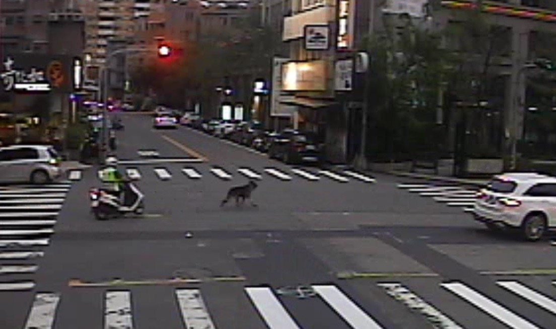 ▲員警發現犬隻後就沿途耐心尾隨,再聯繫飼主到場領回 (圖/台中市警察局 提供)