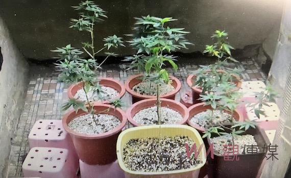 毒犯吸取失敗經驗寫成教學手冊     舊公寓種大麻遭南警破獲