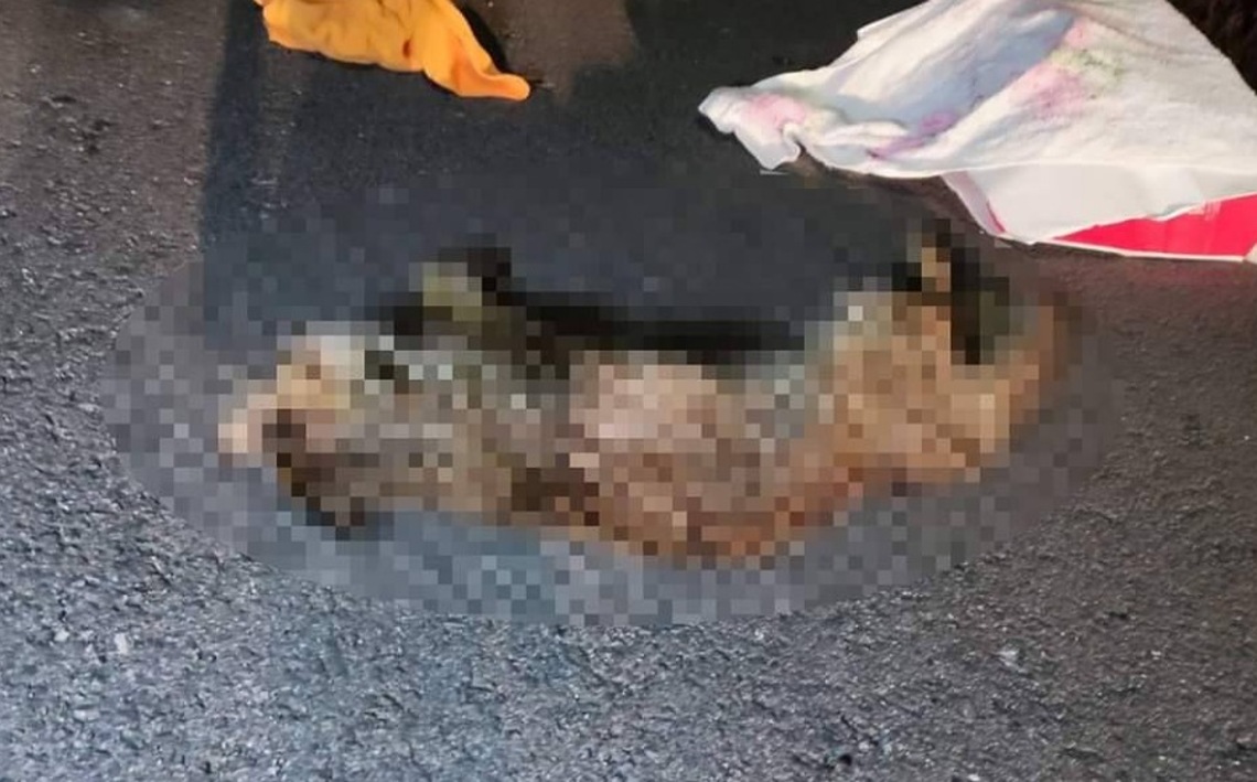 石虎橫躺苗9線上 後龍警協助聯繫農業處處理