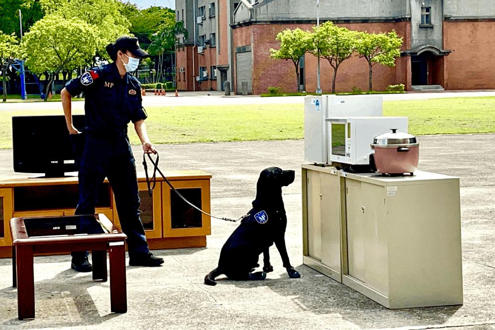 美女領犬員展演緝毒!緝毒犬於教召場次查獲2召員 尿篩呈大麻陽性 41 緝毒犬查獲毒品坐下警示