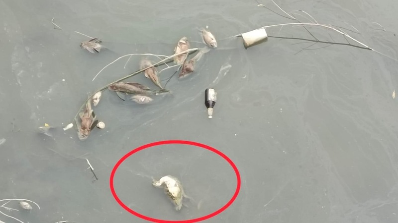 漾新聞|大寮大排水溝魚群翻肚鴨隻死亡 邱于軒要求環保局澈底調查