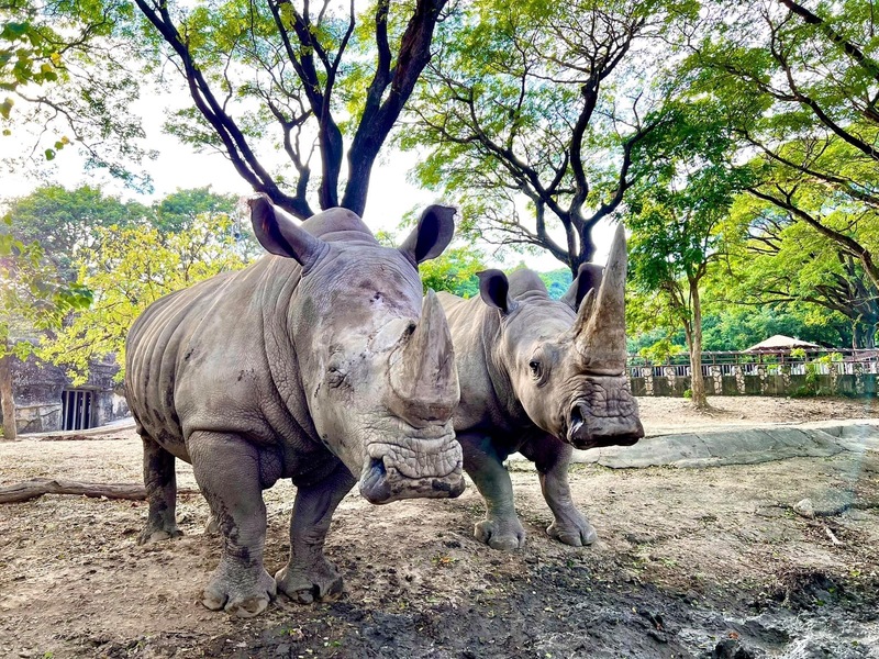 漾新聞|壽山動物園「犀」手義大遊樂世界世界犀牛日限期好康優惠