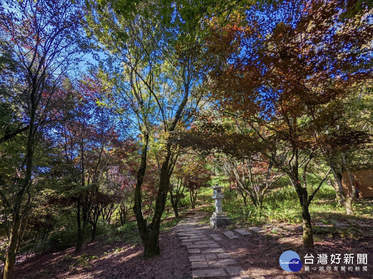 福壽山農場近兩天清晨溫度降到10°C,鴛鴦湖旁的楓樹逐漸轉色變紅。