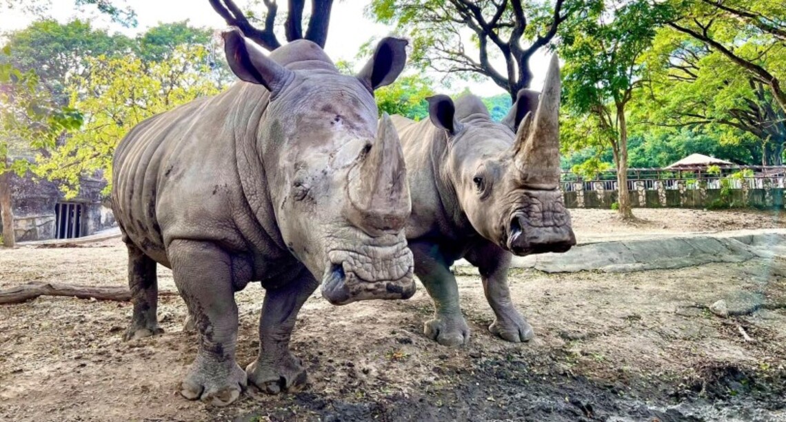 壽山動物園「犀」手義大遊樂世界響應9/22世界犀牛日 推出限期好康優惠