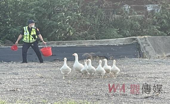 水林大白鵝烏龍竊案 北港警火速破案