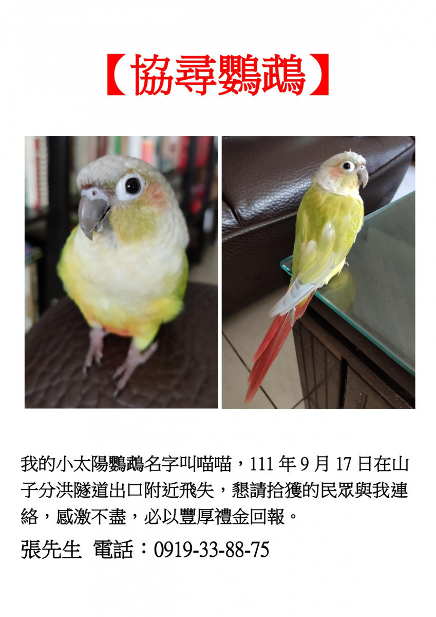 在鄰近的社區張貼的尋鳥啟示。