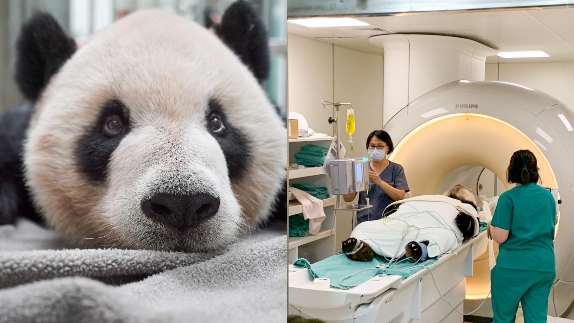 大貓熊團團健康出狀況。翻攝台北市立動物園官網