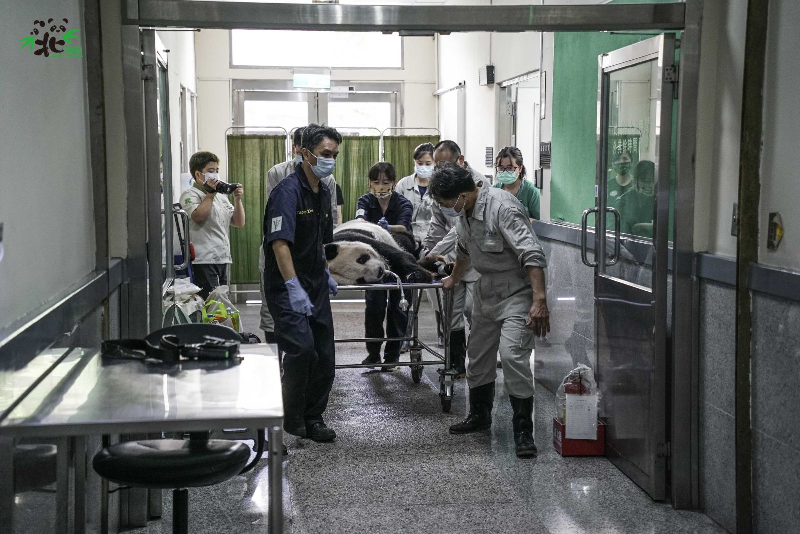 「團團」18日上午被工作人員車隊運送到達台大附設動物醫院。翻攝台北市立動物園官網