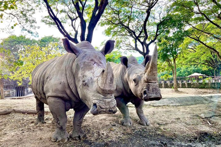壽山動物園「犀」手義大遊樂世界 認養白犀牛享全年免費遊園