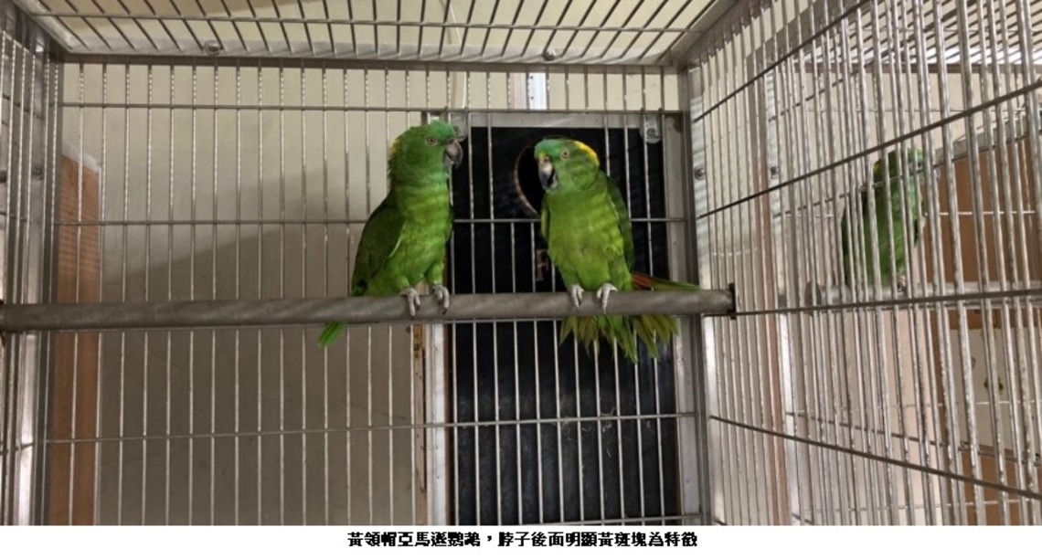 飼養不明來源保育類鸚鵡    飼主移送法辦