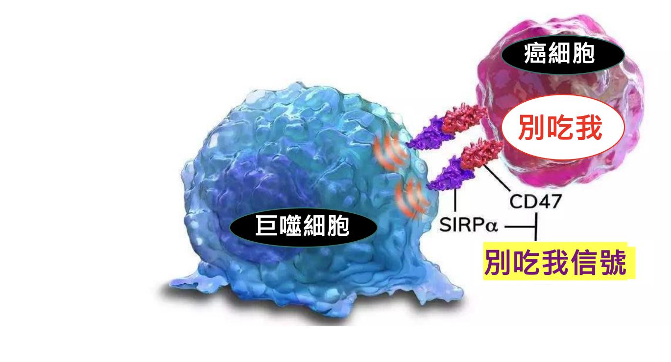 能叫巨噬細胞吞噬「腫瘤」! 國衛院找到免疫治療潛力新藥、適用多種癌症 30 截圖 2022 09 26 上午11.26.08
