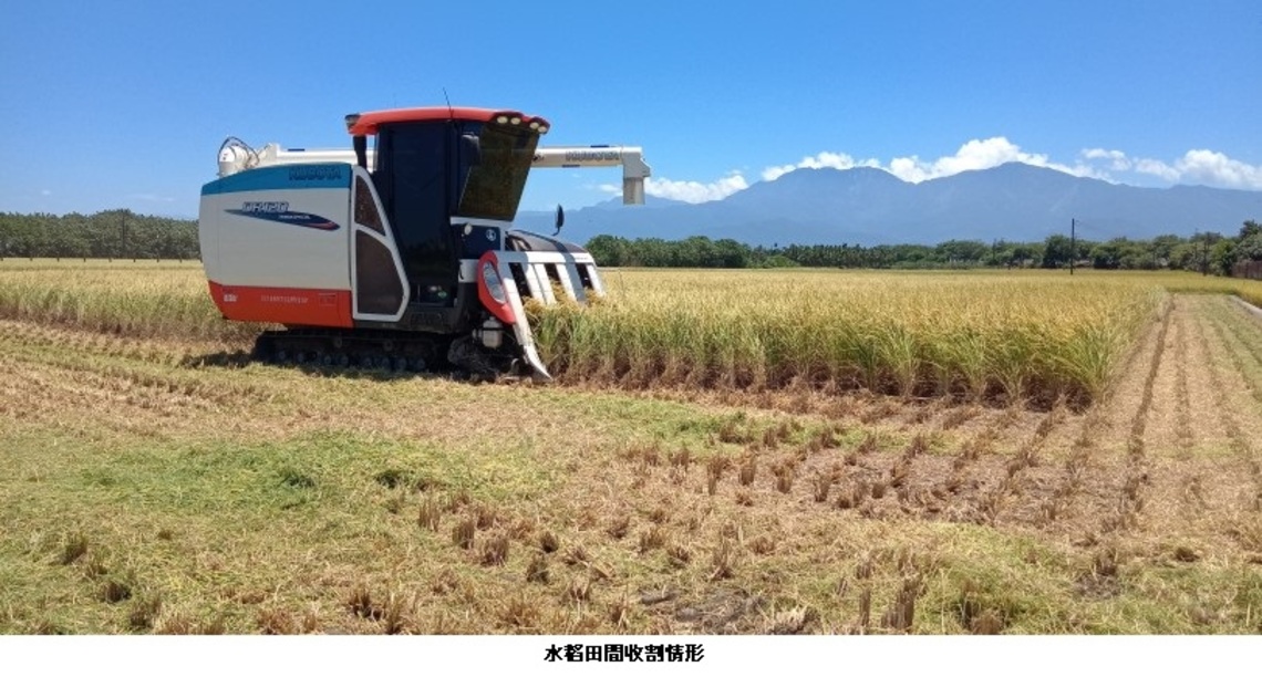 農糧署呼籲水稻不青割 稻穀含水率28%高品質高收益
