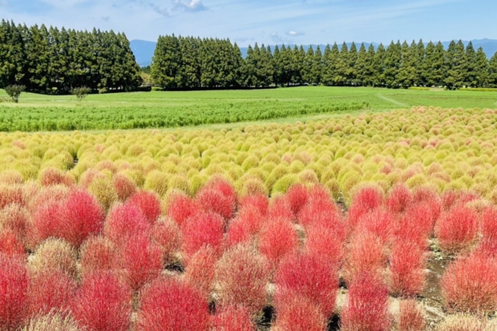 宮崎入秋最美!百萬秋櫻花海、火紅波波草一次看