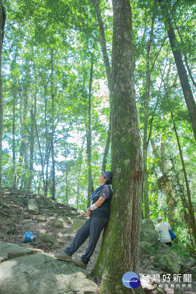 八仙山「聊癒森心」活動,帶領大家漫步於中低海拔的壯闊森林,享受天然芬多精(八仙山