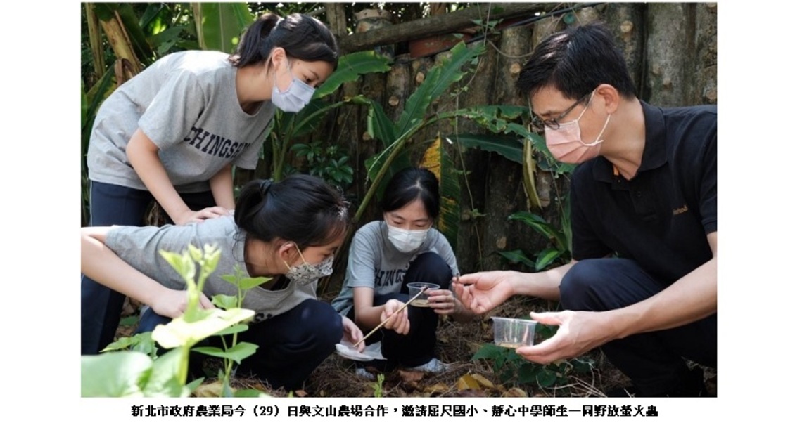 新北野放3,000隻螢火蟲幼蟲 生態教育向下扎根