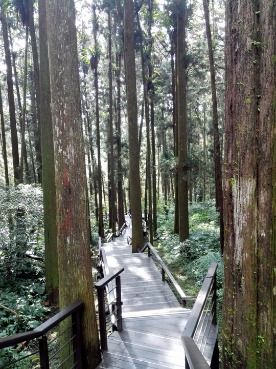 秋遊正好／沿著台18線 賞玩大阿里山