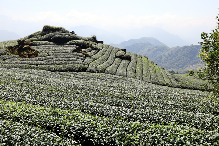 秋遊正好／沿著台18線 賞玩大阿里山