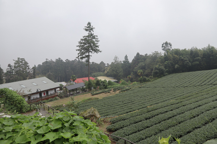秋遊正好／沿著台18線 賞玩大阿里山