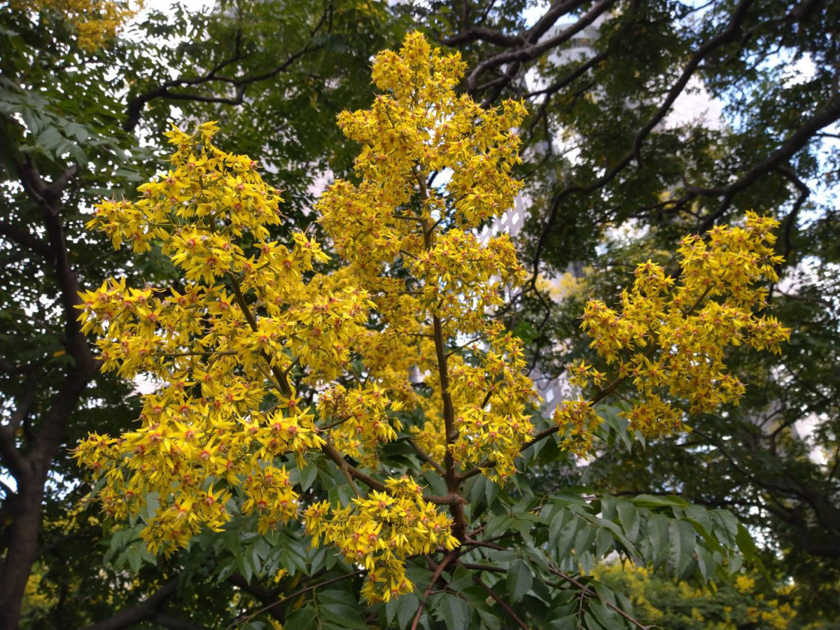 (圖/台北市公園處提供)