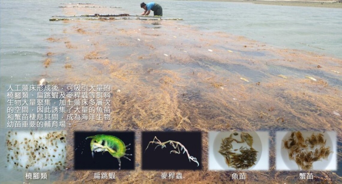 海洋碳匯與永續漁業新模式