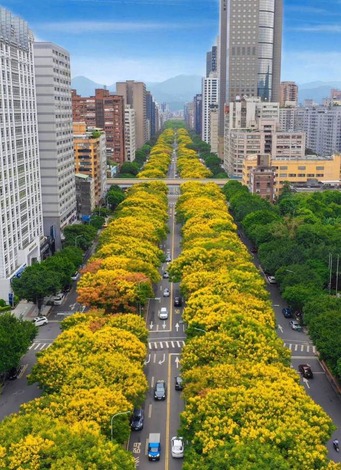 台北樹1.jpg