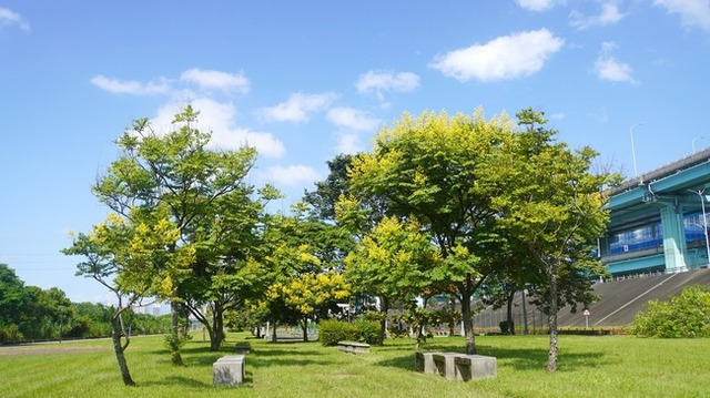 新北樹2.jpg