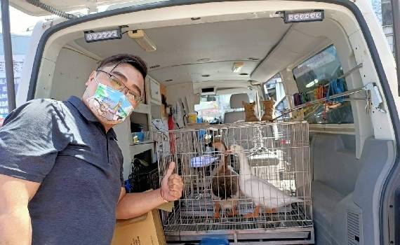 不為選票!跨縣市救援鴨鵝 朱健銘:尊重生命