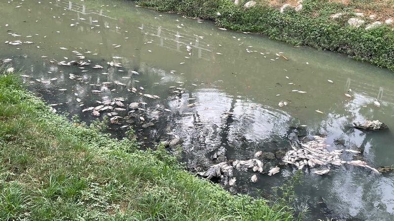 漾新聞|鳳山溪出現大量浮屍臭氣沖天 李雅靜批水利局失能要求市府立刻處理