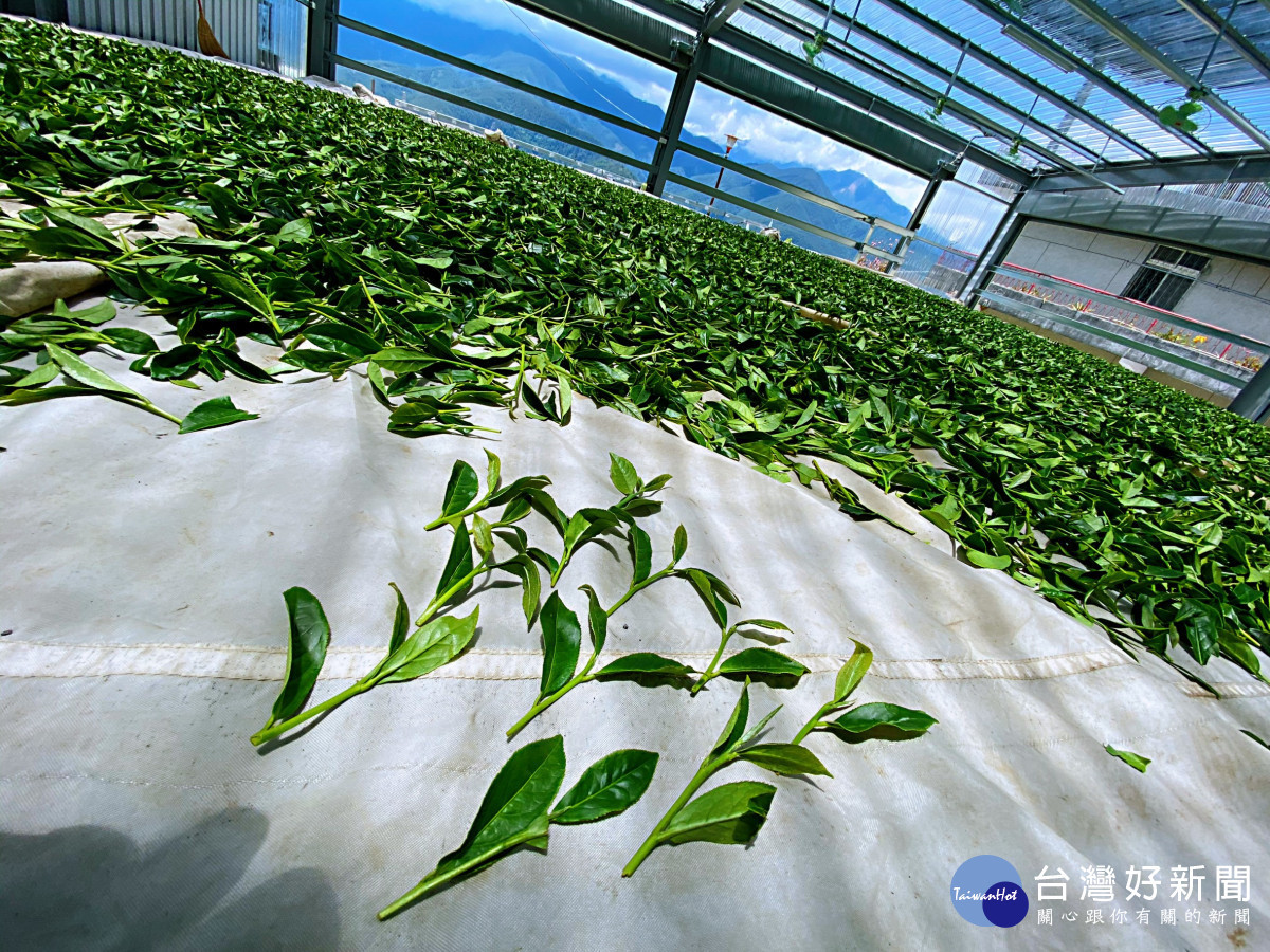 佳陽部落因陸路不通,改走水路將茶菁送至製茶廠製作冬茶。