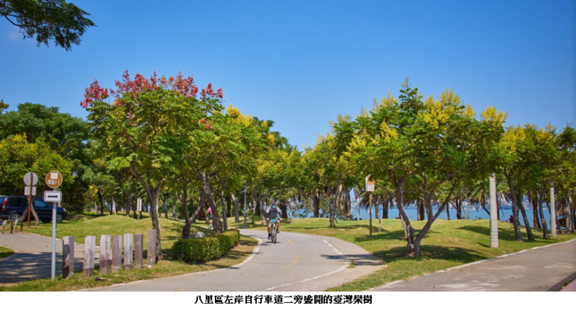 金秋十月 新北「臺灣欒樹」金黃色花海正吸睛