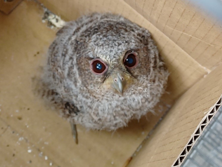 送交瑞芳動物之家的萌樣領角鴞寶寶,全身披著淡灰色幼鳥羽毛。圖片來源:新北市政府動物保護防疫處
