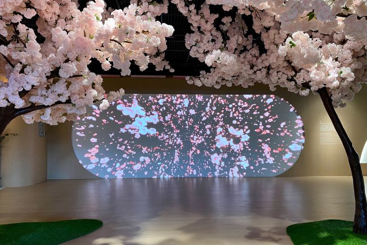 三芝遊客中心展示館更新-感受「夢境之櫻」光影之美。 圖:北海岸及觀音山國家風景區管理處/提供